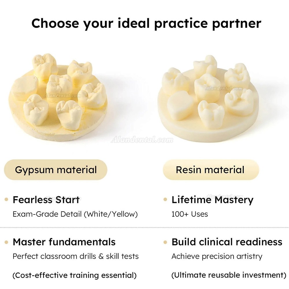 3Pcs/Bag Dental Tooth Morphology Practice Model U6/L6/U4 Positions Training Kit (Gypsum/Resin)